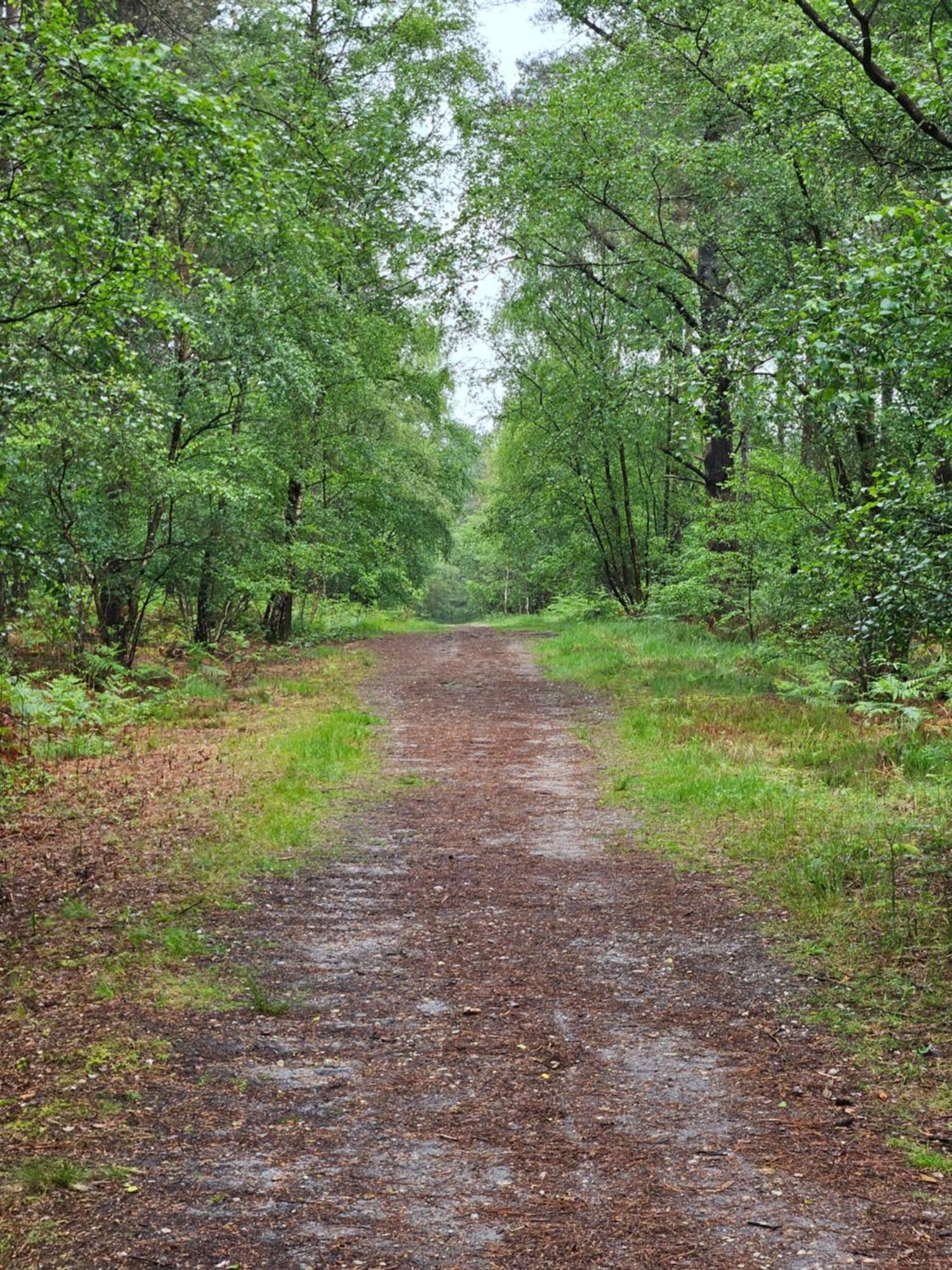 Marigold Lodge 8 At Oakdene Forest Park Saint Leonards Exteriér fotografie